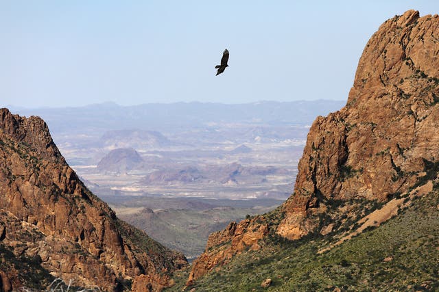<p>A falcon flies over the Chisos Basin on October 16, 2016 in the Big Bend National Park, West Texas</p>