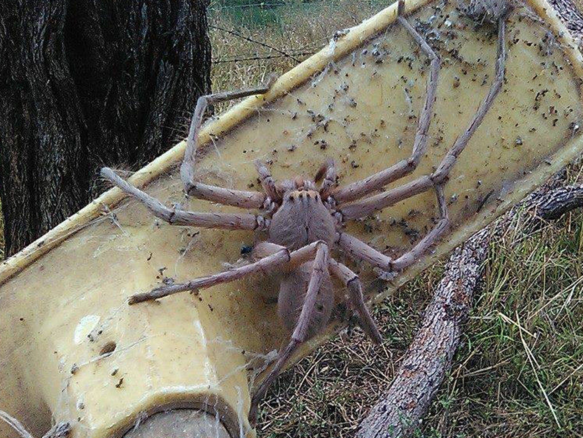 A huntsman spider in Queensland, Australia. The spider's leg span can reach up to 5.9 inches.