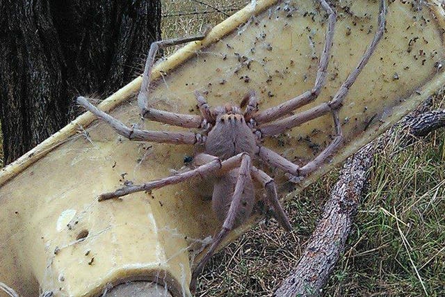 A huntsman spider in Queensland, Australia. The spider's leg span can reach up to 5.9 inches.