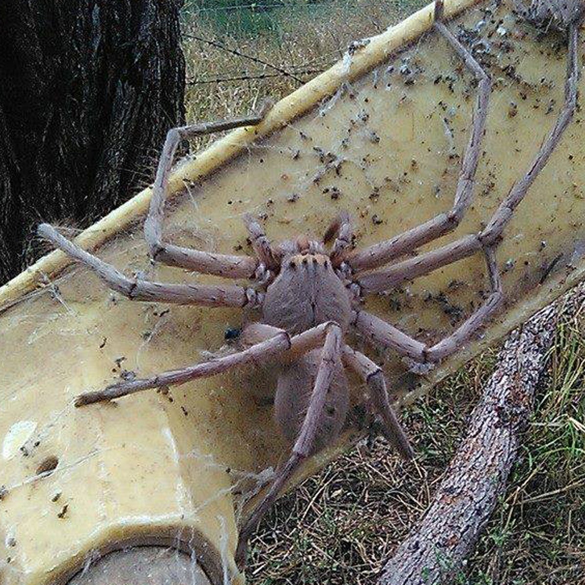 Giant huntsman spider captured on camera in Australia, The Independent