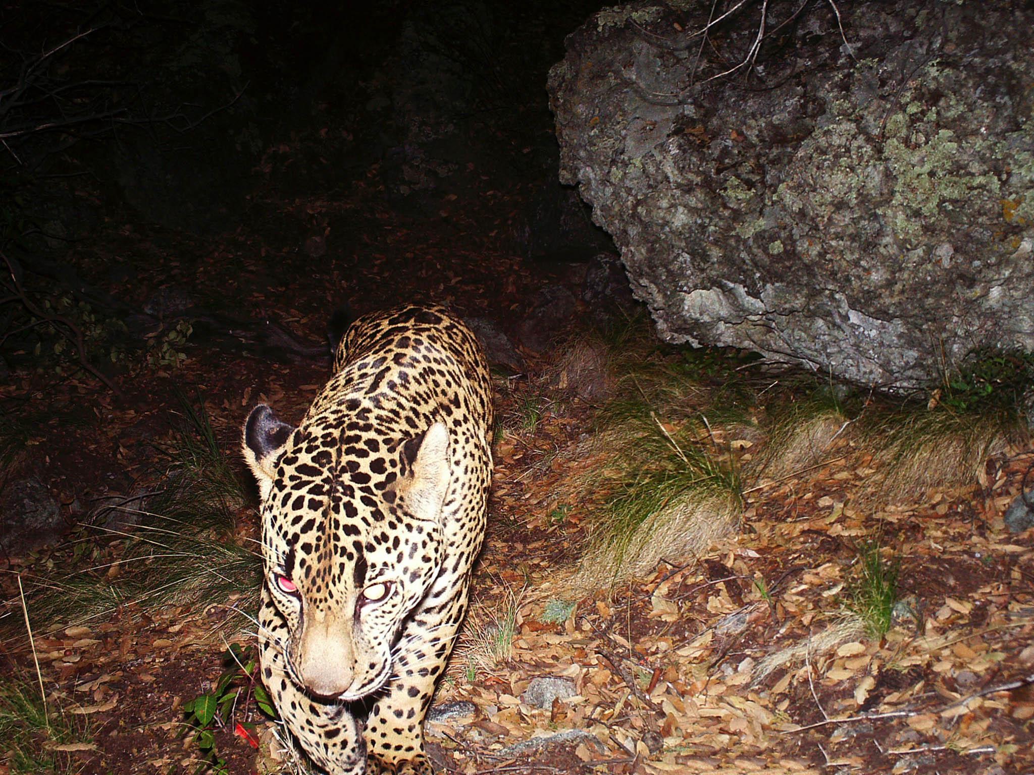 All manner of wildlife make forays across the Mexican border, including El Jefe, the only known wild jaguar in the US