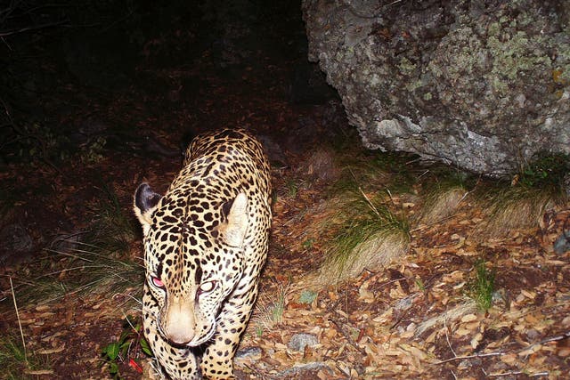 All manner of wildlife make forays across the Mexican border, including El Jefe, the only known wild jaguar in the US