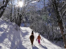Walking with llamas: Not your average ski holiday