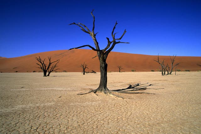 The sun-scorched trees of Deadvlei