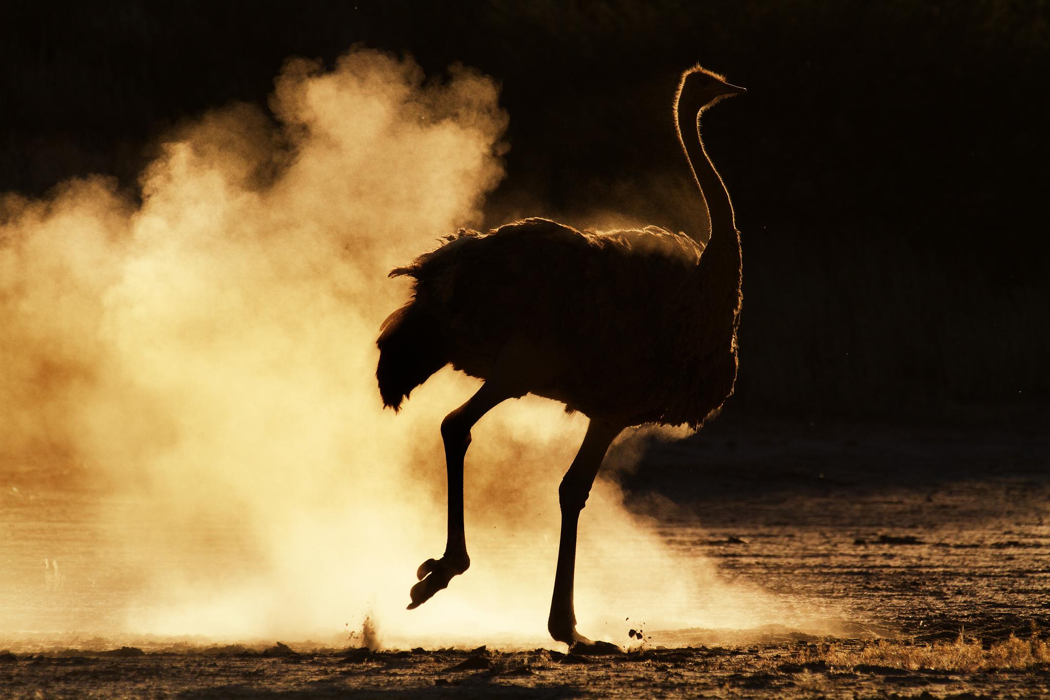 Ostriches show off for the opposite sex – and the cameras