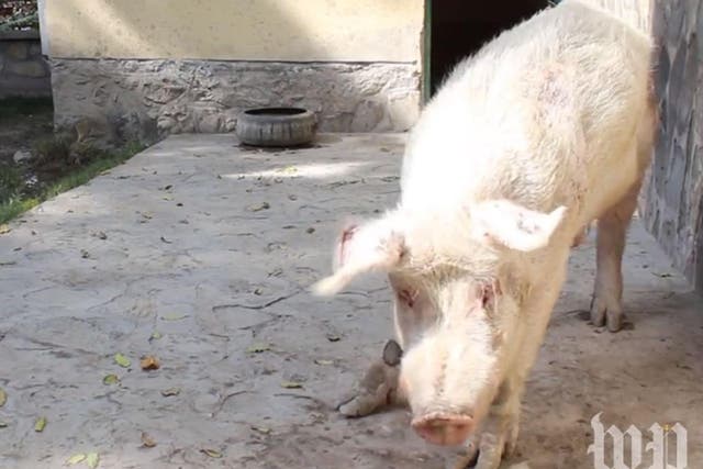 Khanzir has faced some external opposition in 2009, during a worldwide epidemic of swine flu
