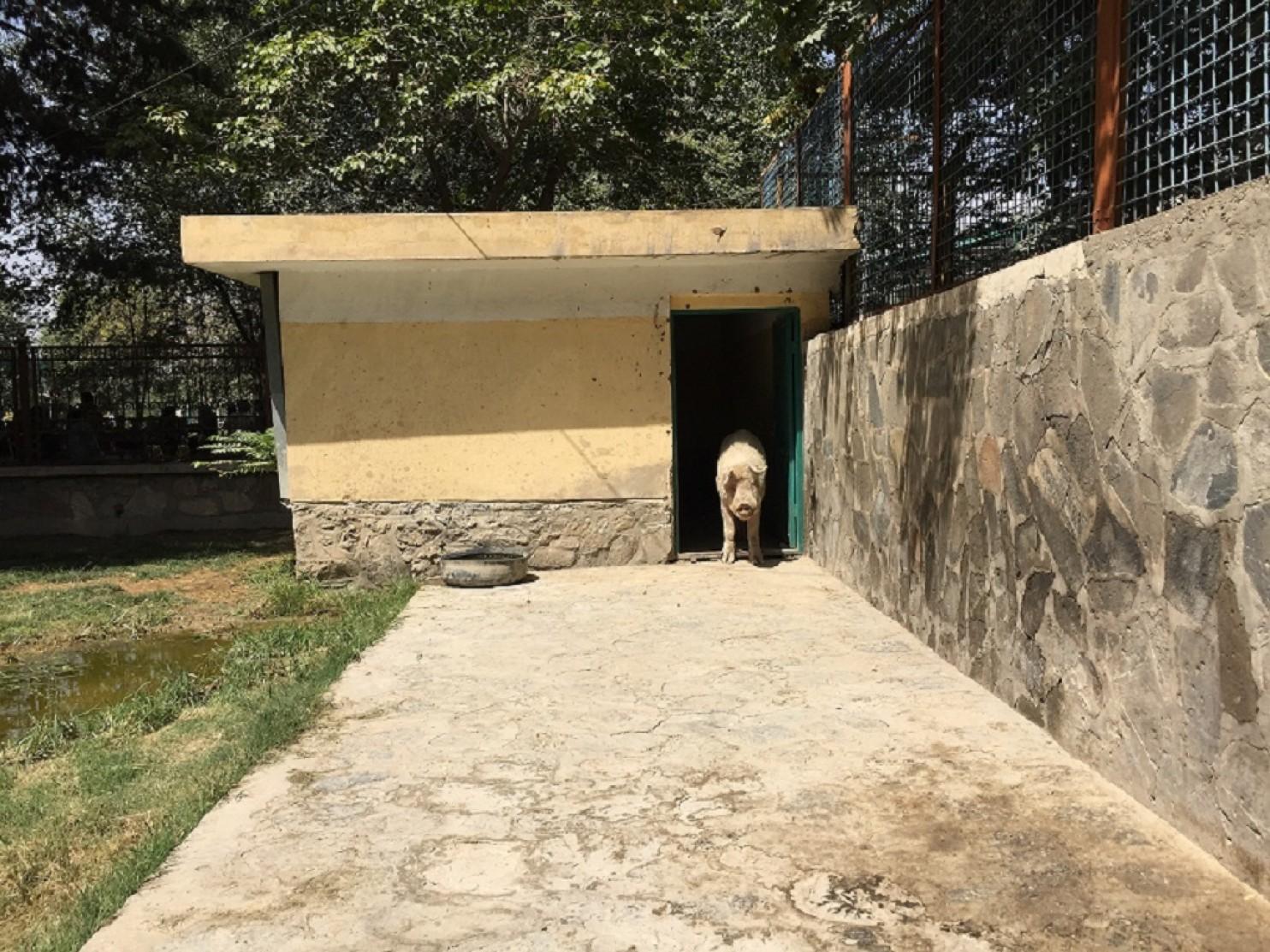 Khanzir stands in the doorway of his shelter at the Kabul Zoo