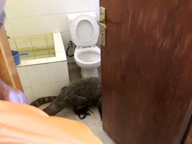 Cameraman Mark MacEwen found the huge lizard relaxing in his bathroom, and struggled to get it out