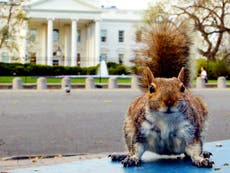 Three people injured after squirrel gains entry to old people’s home