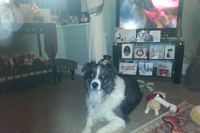 Shearer, a nine-year-old collie, was found swept up at sea after being spooked by fireworks set off on a beach