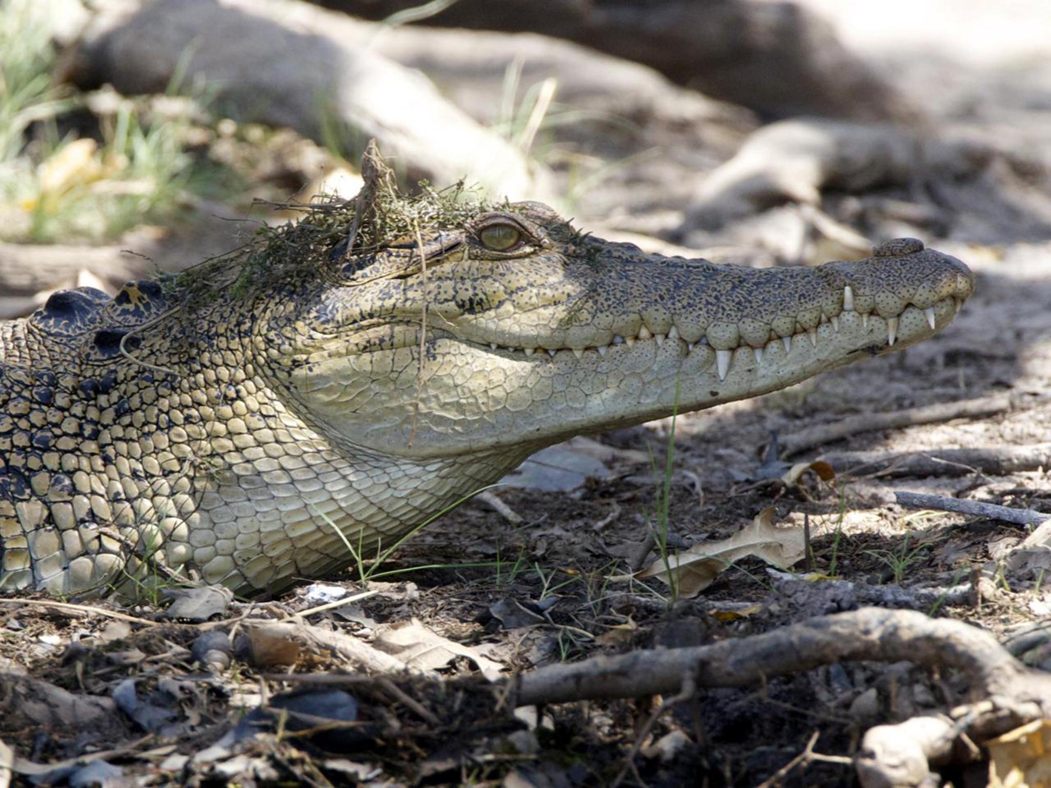 The freshwater crocodile attacked Mr Bonde after he fell on top of it