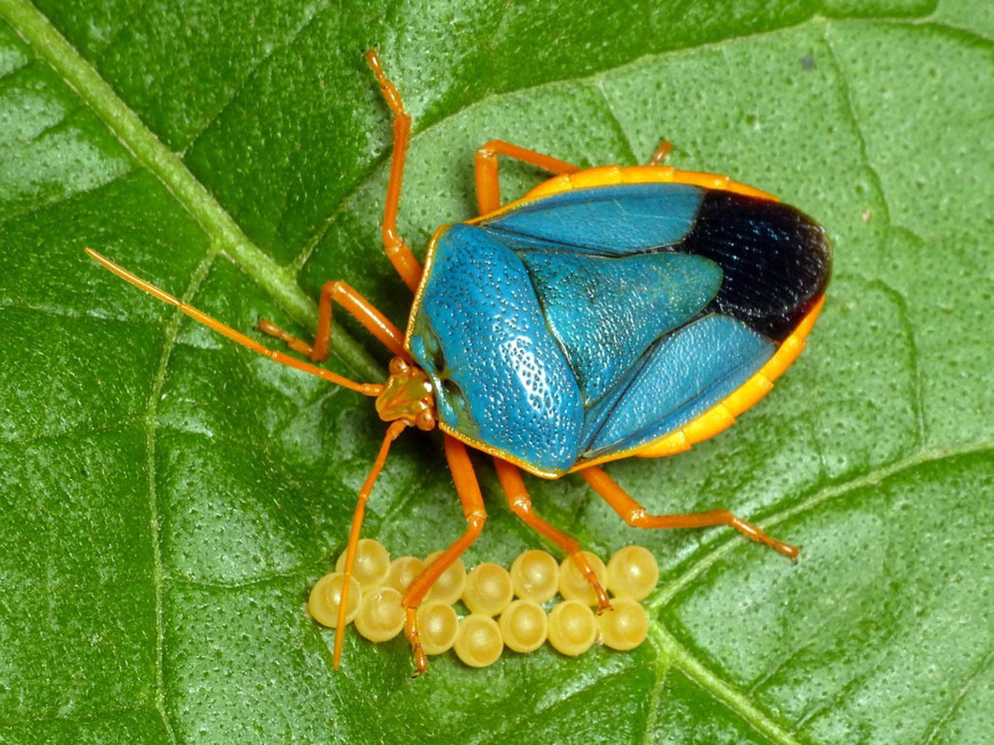 A shield bug guards her eggs in the Ecuadorean rainforest
