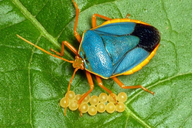 A shield bug guards her eggs in the Ecuadorean rainforest