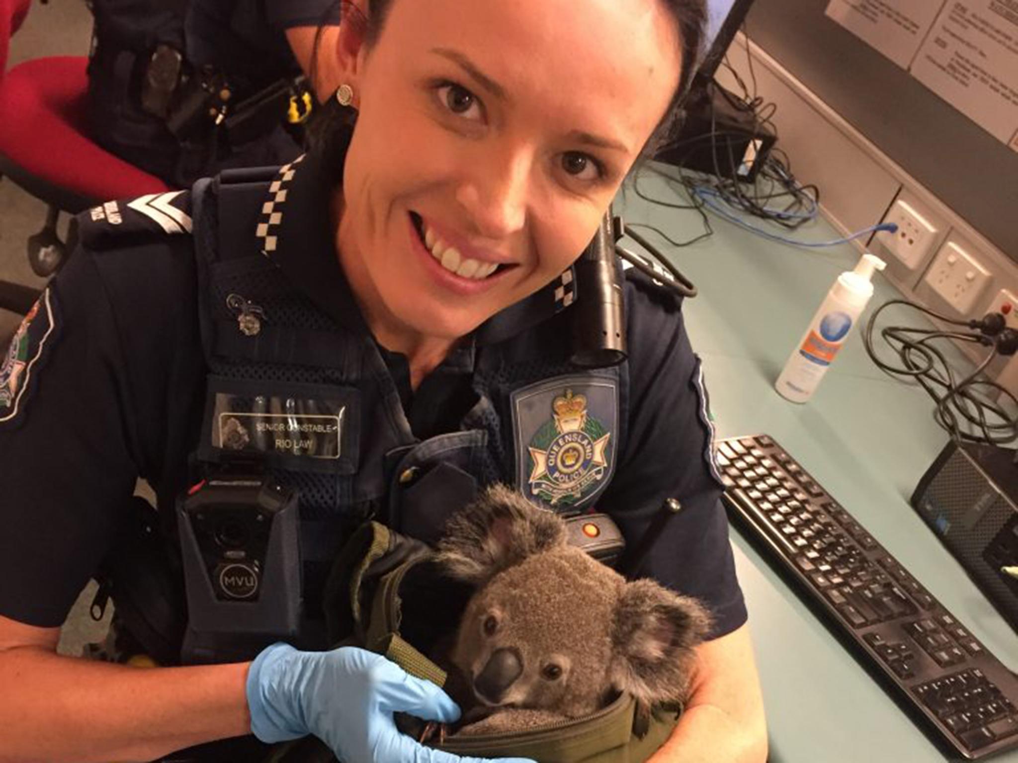 The RSPCA has named the joey Alfred