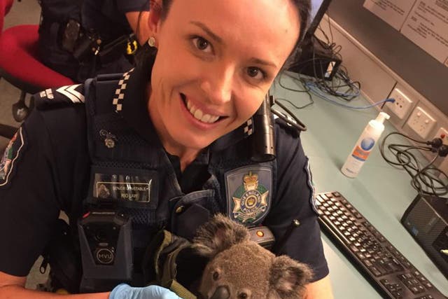 The RSPCA has named the joey Alfred