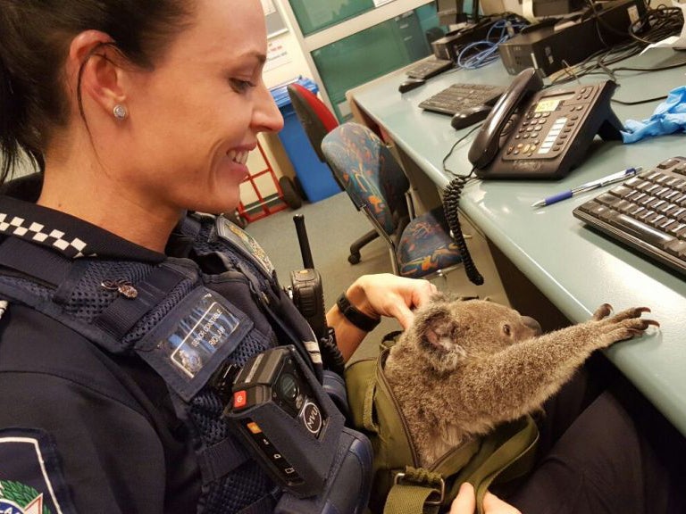 Koalas are protected by conservation laws in Australia Police South Brisbane
