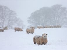 What is a polar vortex and how does the rare phenomenon occur? 