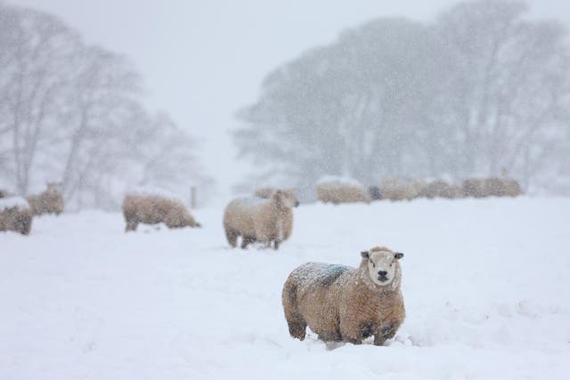 Sheep in Buxton, north England, after a heavy snowfall