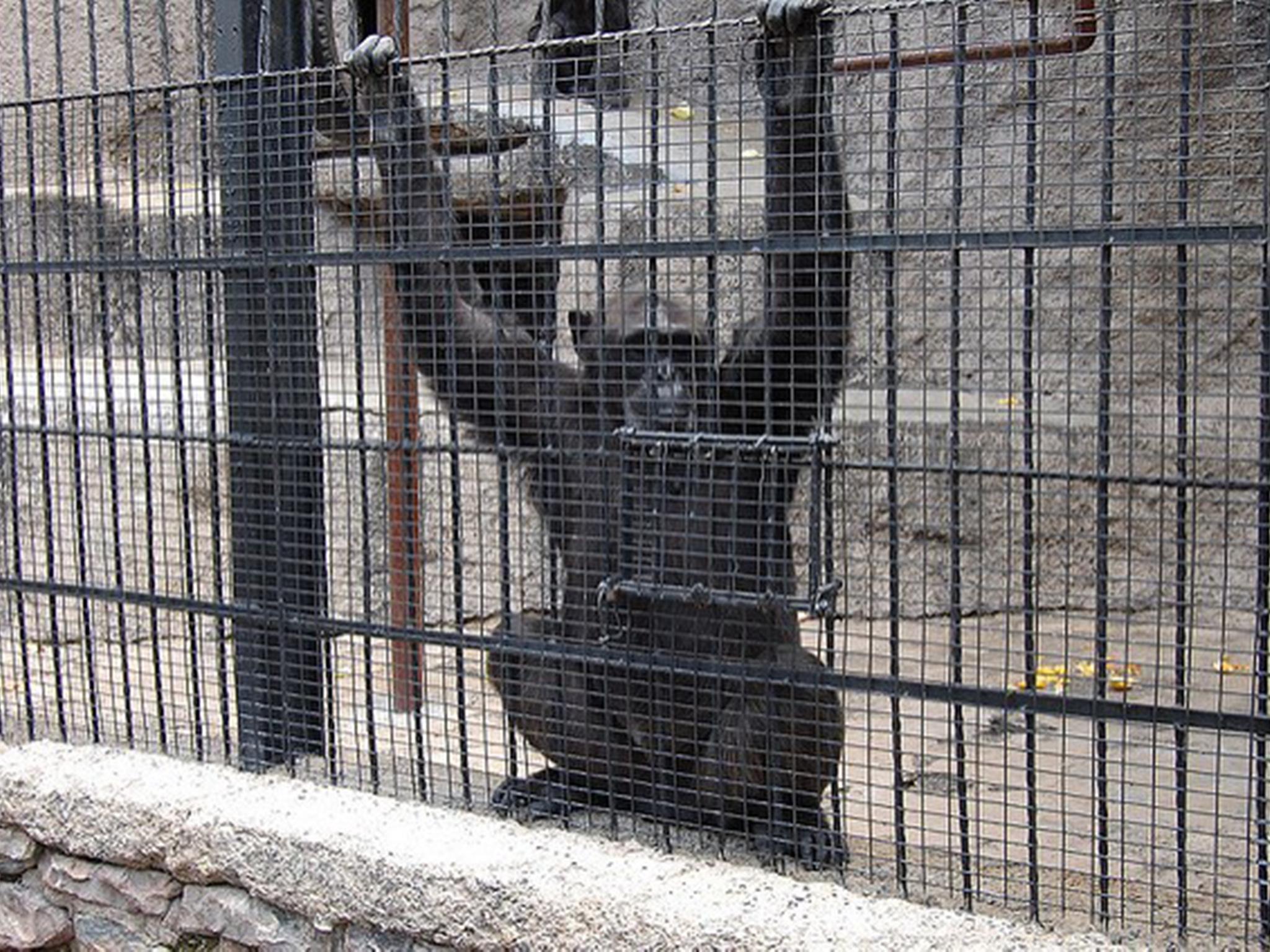 Cecilia the chimpanzee will be transferred to the Great Ape Project's sanctuary in Brazil