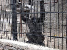 Chimpanzee 'has rights and should be freed from zoo'
