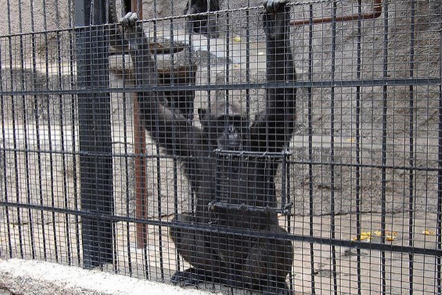 Cecilia the chimpanzee will be transferred to the Great Ape Project's sanctuary in Brazil