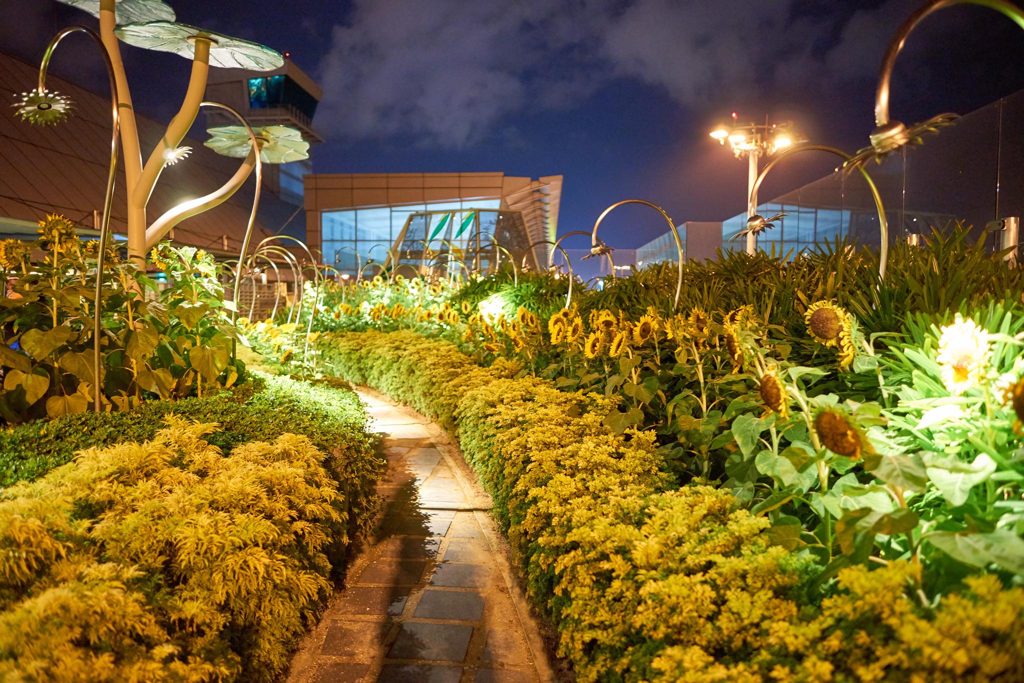 Changi Airport has its own sunflower garden