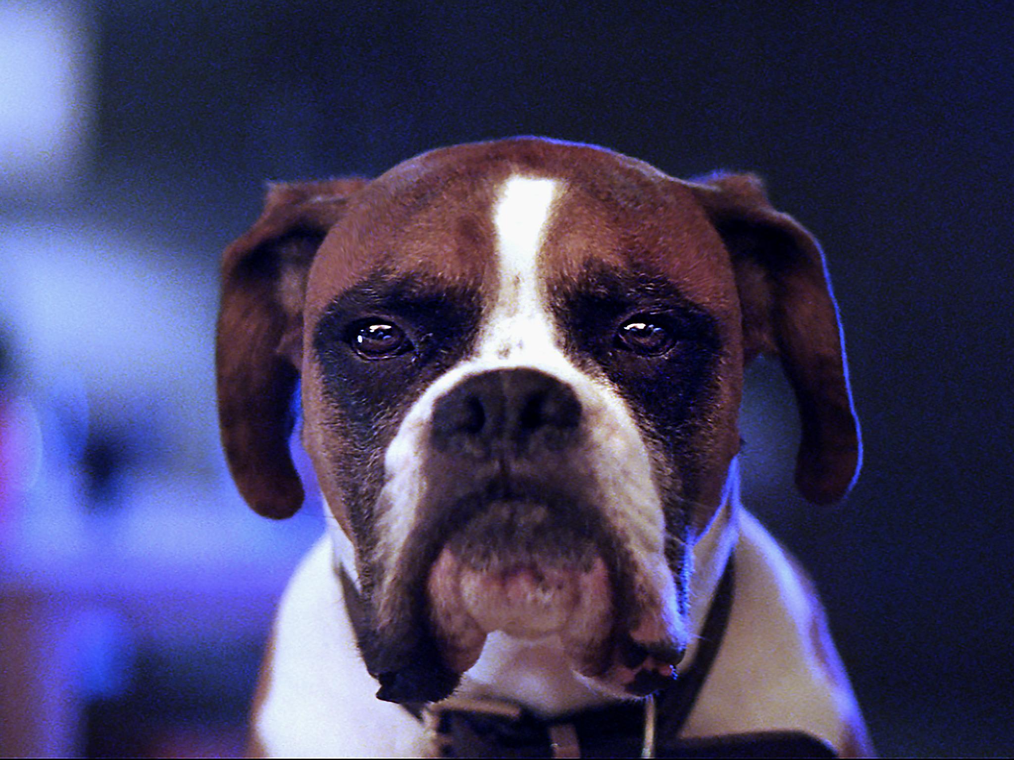 ‘Buster The Boxer’, is the star of John Lewis’s 2016 Christmas advertising campaign (John Lewis)