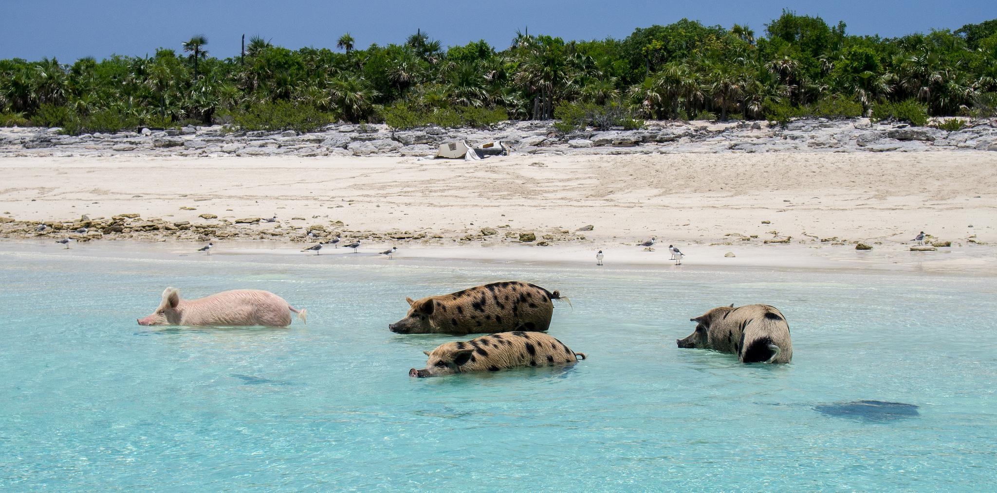 Pig Beach