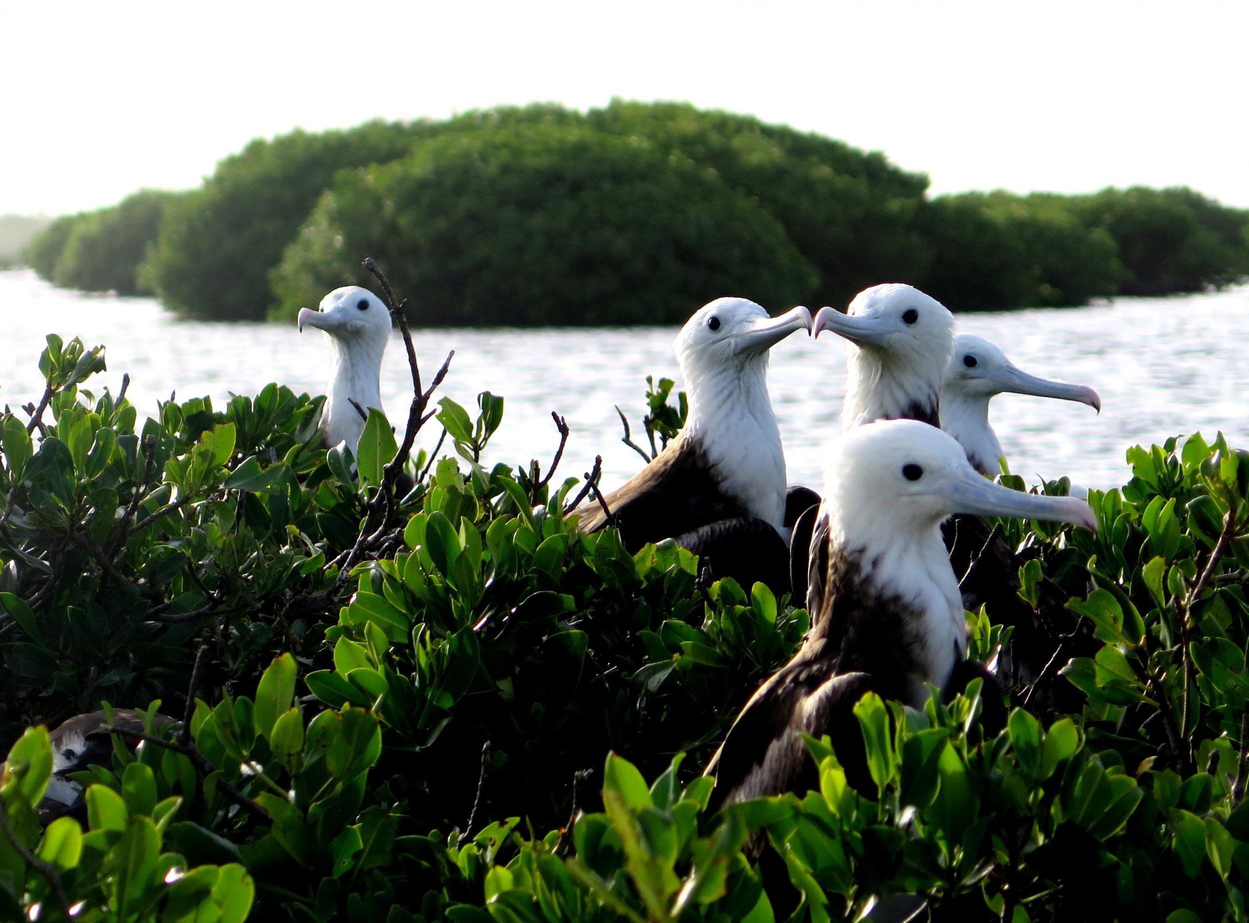 Frigate chicks