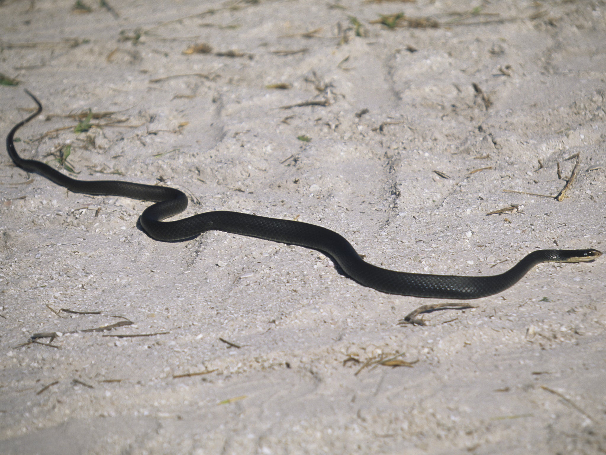 galapagos island racer snake