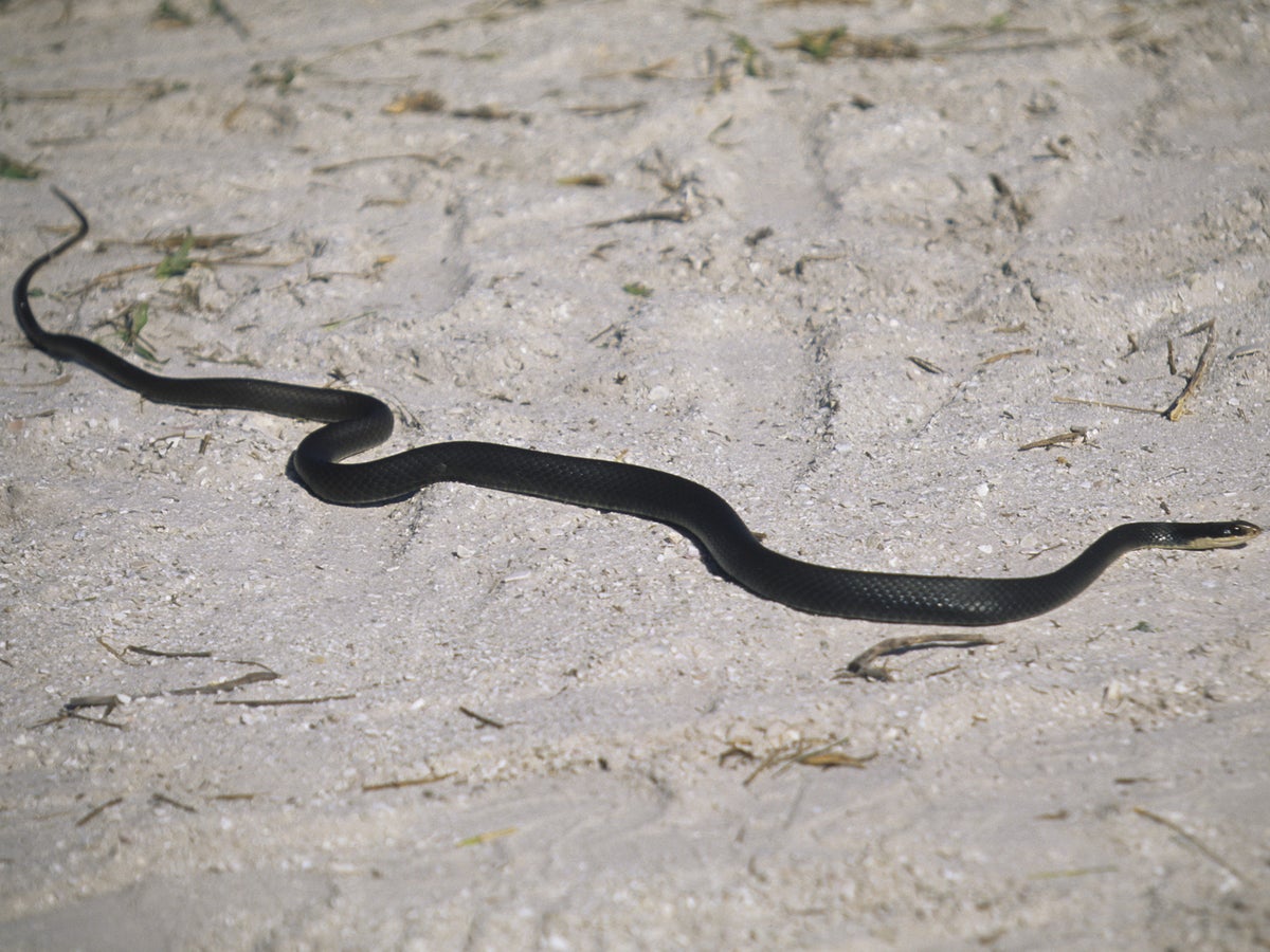 ⚗️🧪🔬 — A snake that crawled on the earth dreamt of