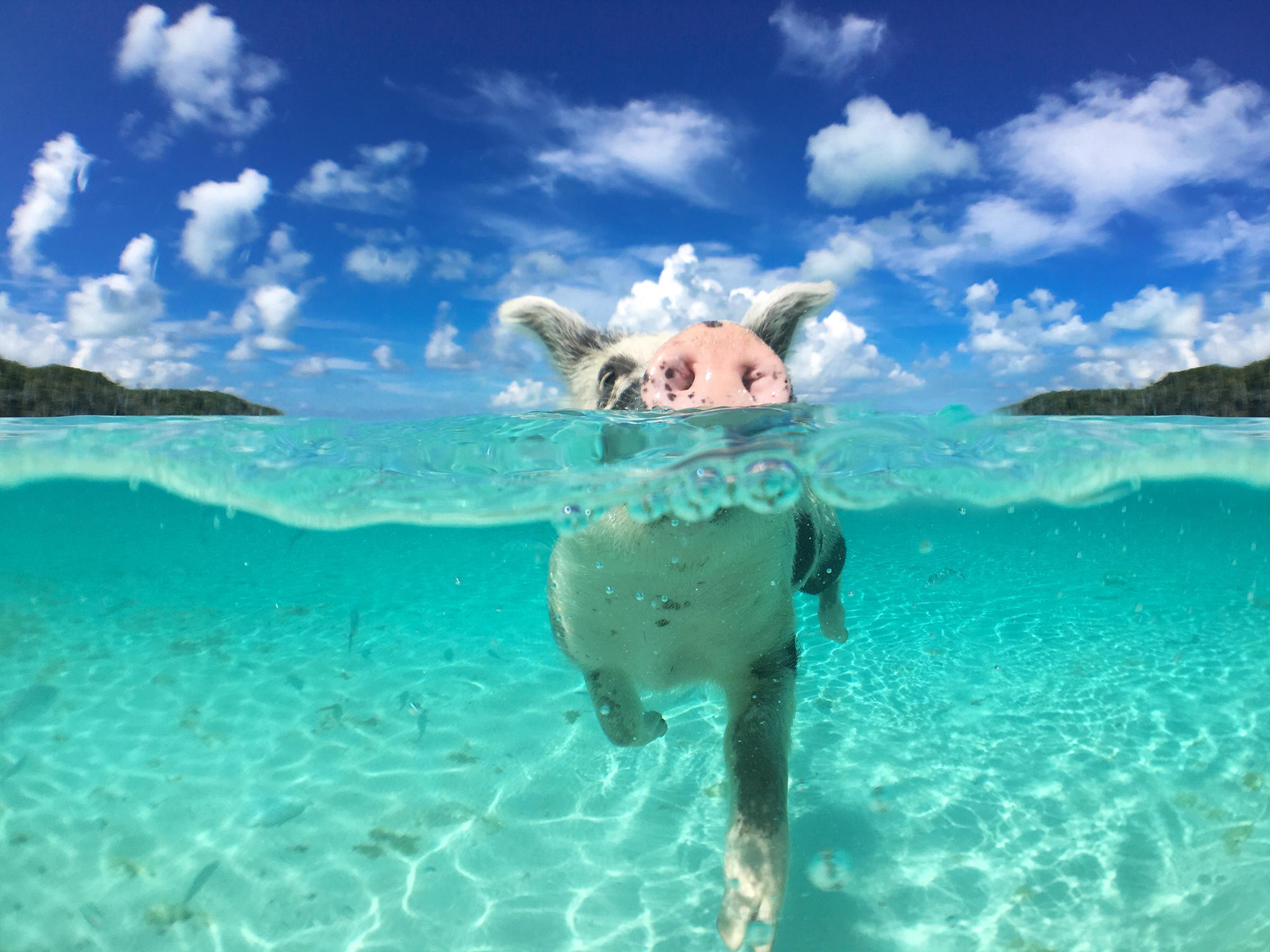 The beach where you can swim with pigs picture image