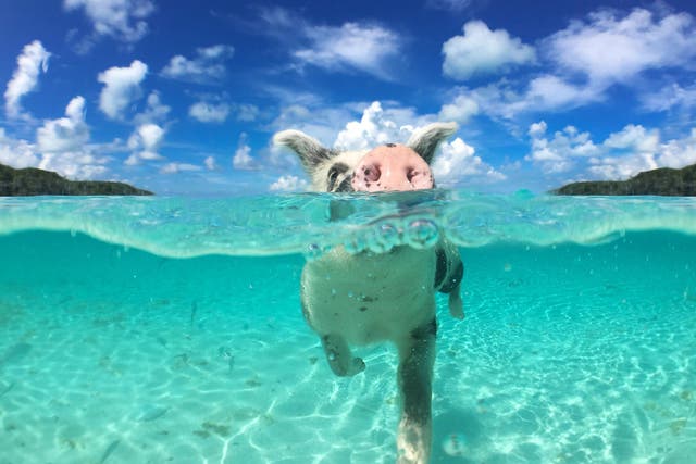 Splash around with swine in the Bahamas