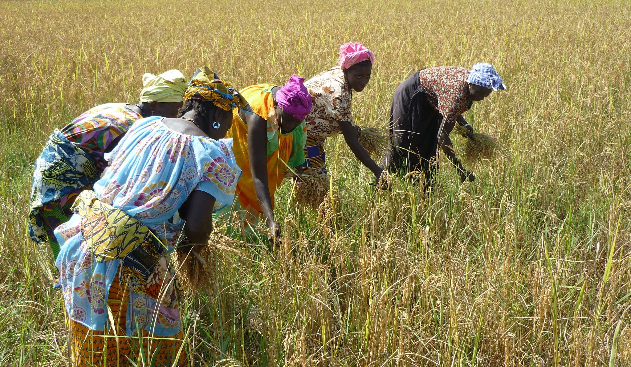 Women working the rice fields