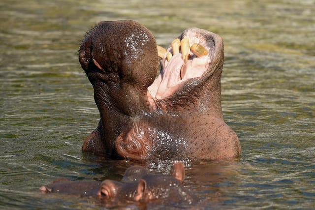 Hippo teeth are carved for ornaments and sold in parts of Asia