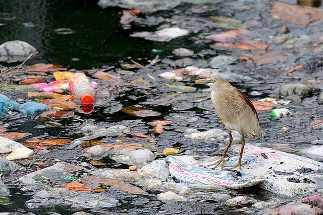 An egret perches on plastic bags and garbage strewn on a lake in Colombo, Sri Lanka