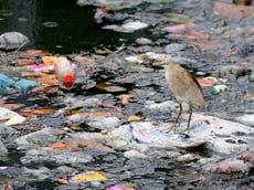 Sea birds' taste for plastic traced to 'compound smell'