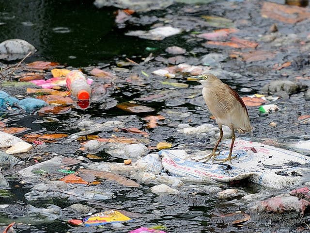 An egret perches on plastic bags and garbage strewn on a lake in Colombo, Sri Lanka