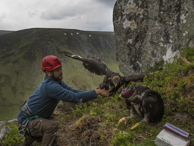 Conservationist Ewan Weston prepares to put two seven and a half week old Golden Eagle chicks back in their nest after attaching GPS satellite tags to them at a remote nest site near Loch Ness in 2015