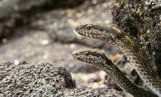 Read more

BBC reveal more footage of Planet Earth II Iguana vs. Snake chase
