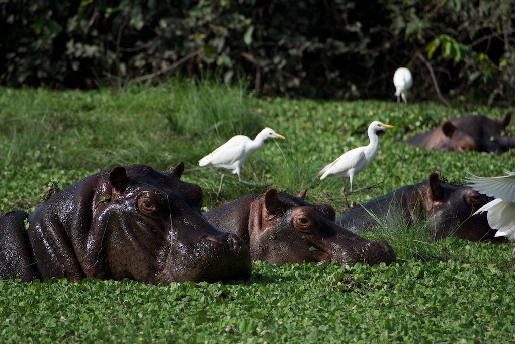 The rice farmers of Ilha de Orango are locked in a battle with local hungry hippos