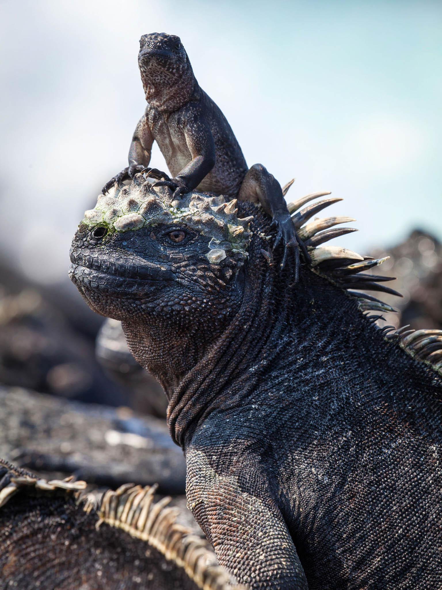 A baby iguana finds a safe perch from which to escape its foes (BBC)