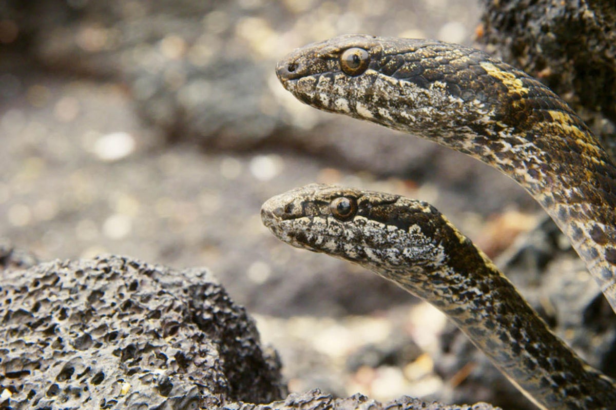 In defence of racer snakes – the demons of Planet Earth II (they’re ...