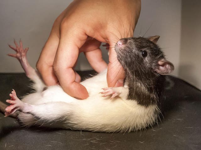 A rat being tickled in the name of science