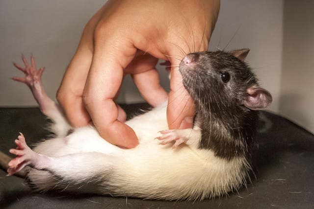 A rat being tickled in the name of science