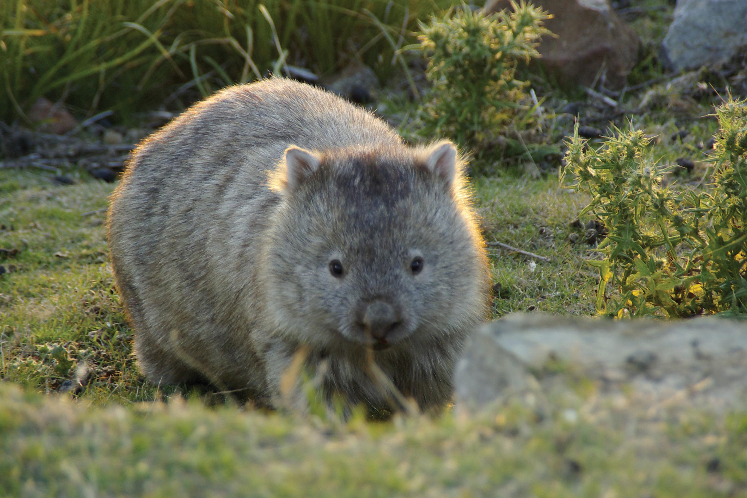 Maria Island is one of the best places to observe wombats in Australia