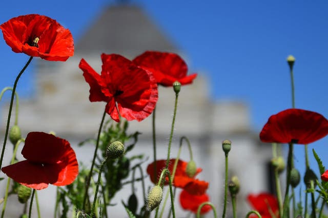 Poppy flowers are used to mark the Remebrance period and remember all the people who have died in wars