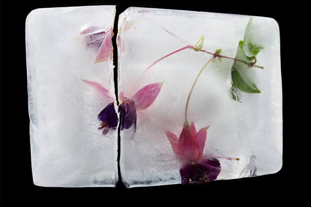 Boiling water to keep the ice as clear as possible, Onions methodically froze half of each block before trapping the flowers in another layer of water