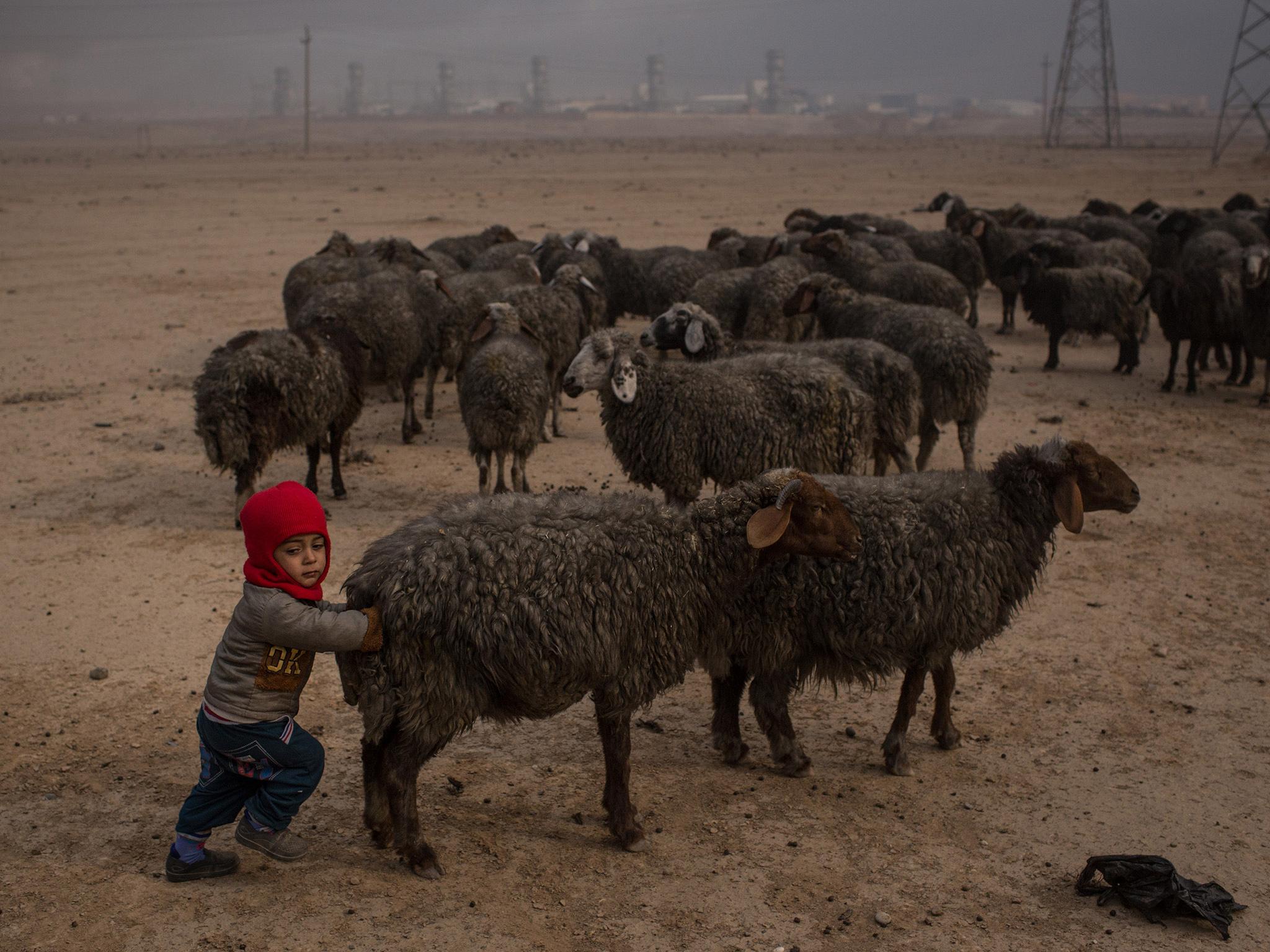 Sheep with wool blackened by smoke from the burning oil wells