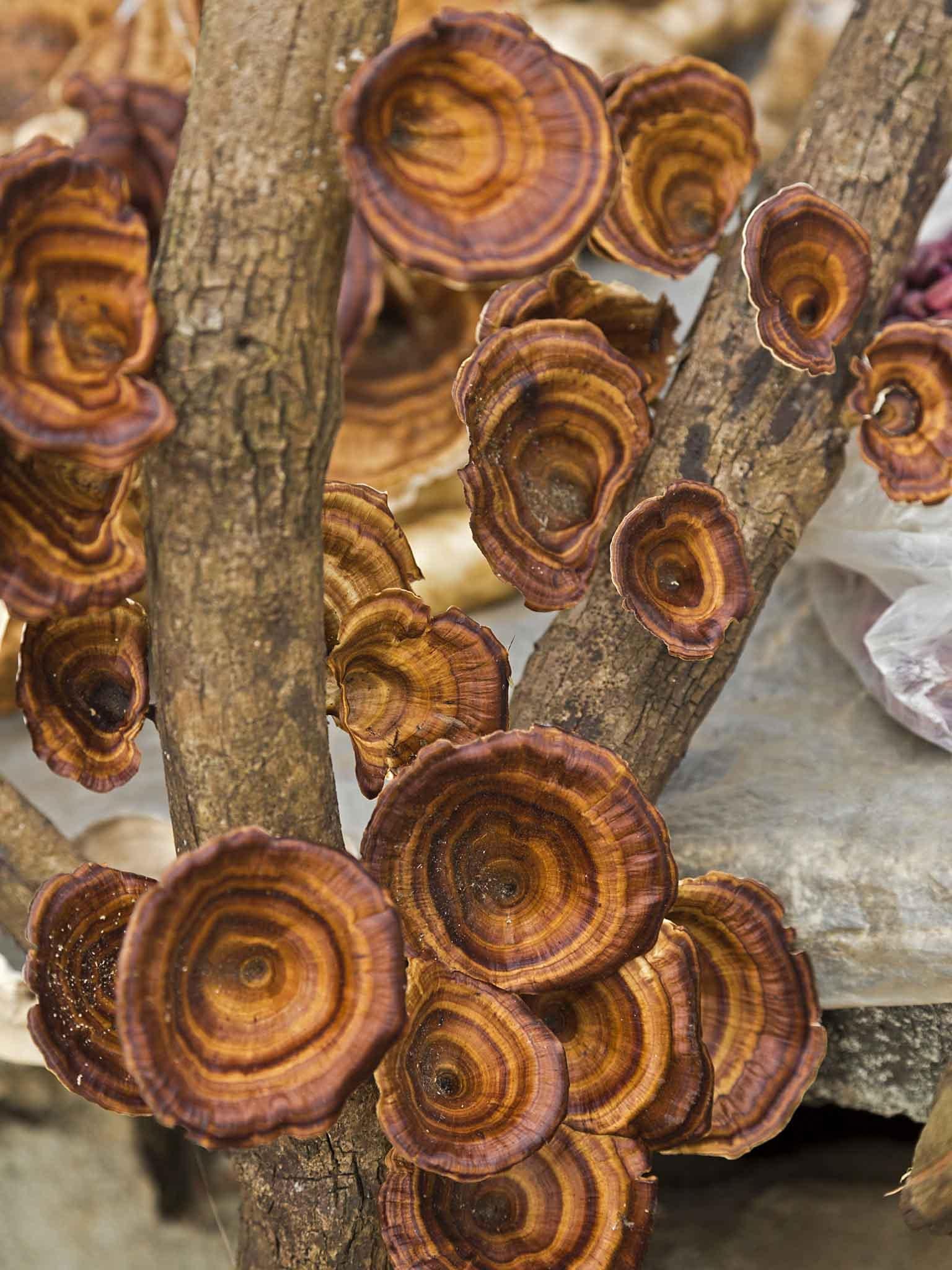 Reishi is known to treat anxiety and insomnia